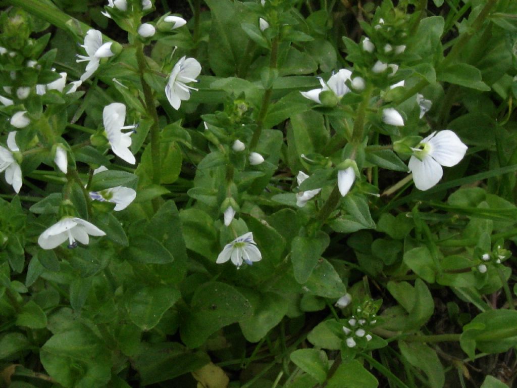 Veronica da identificare