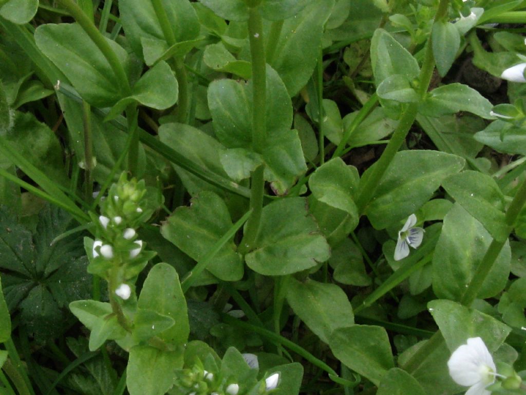 Veronica da identificare