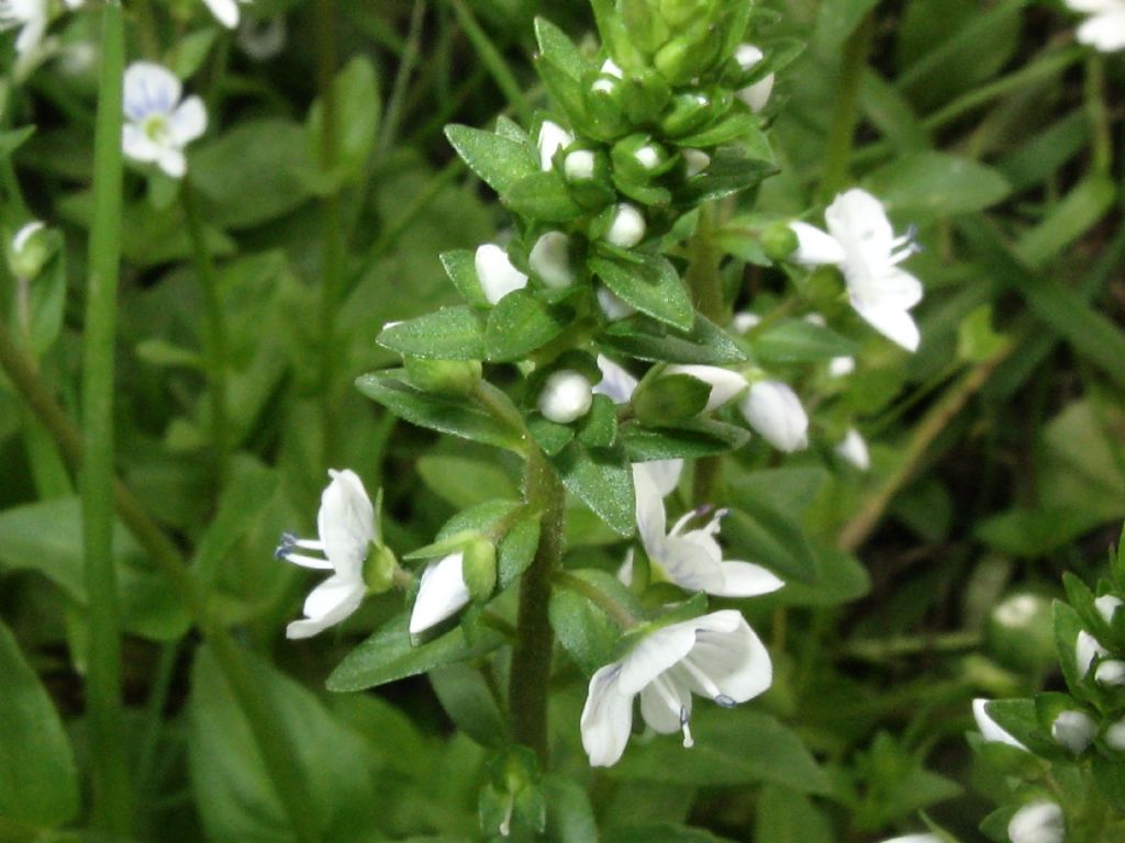 Veronica da identificare