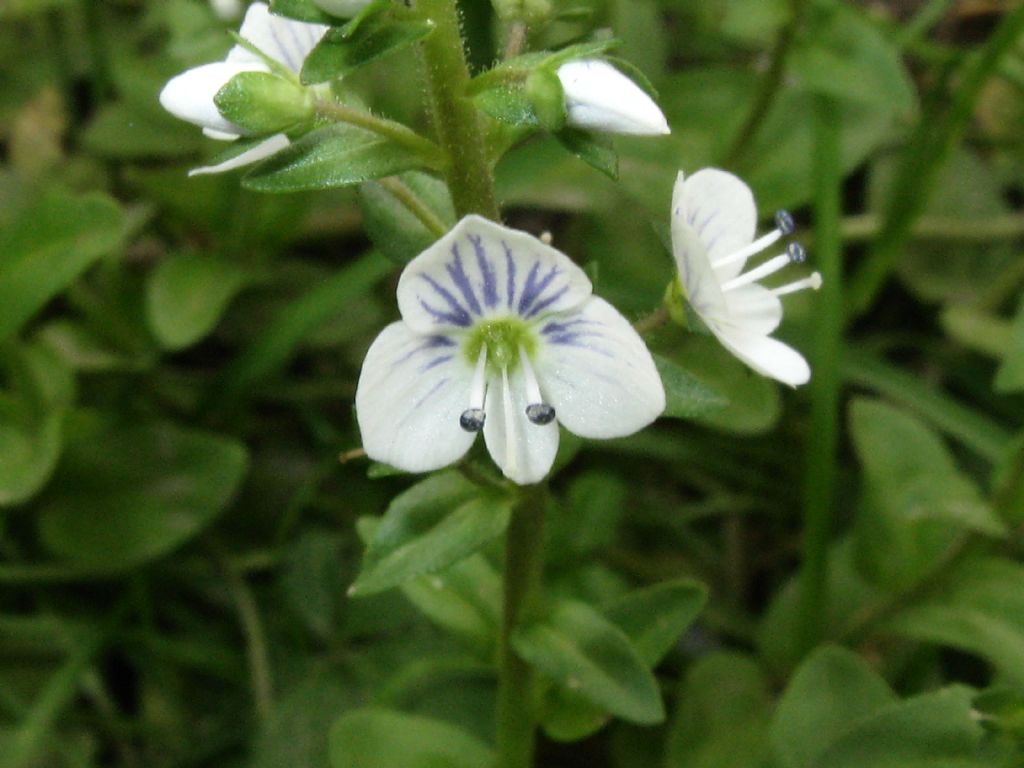 Veronica da identificare