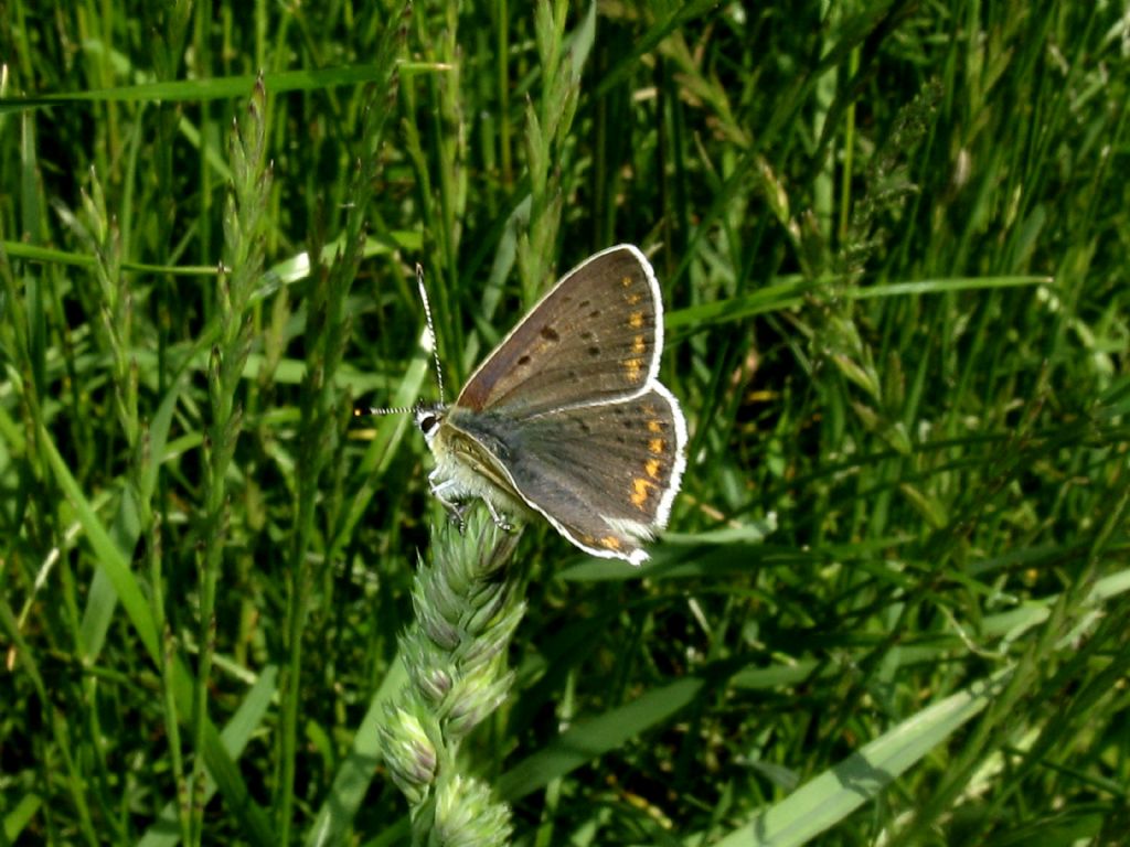 Lycaerna tityrus? - S