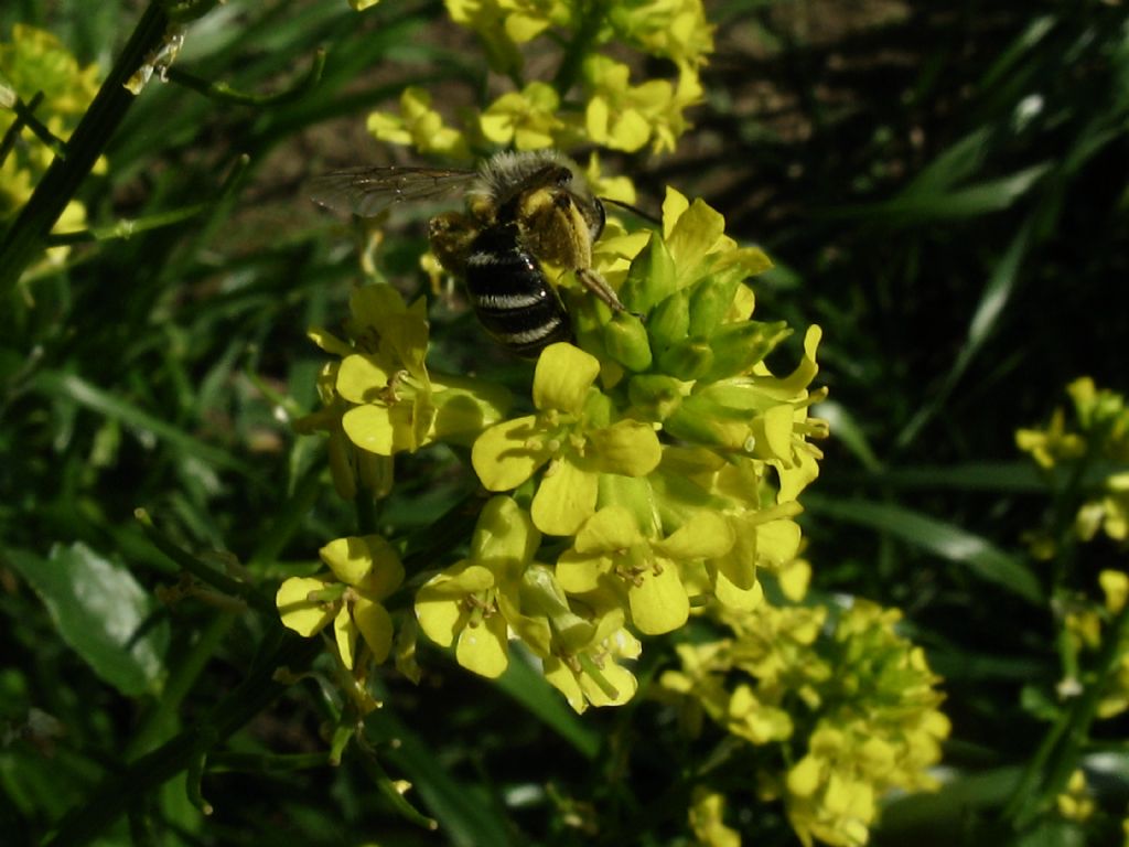 Bombus? No, Andrena sp., Andrenidae