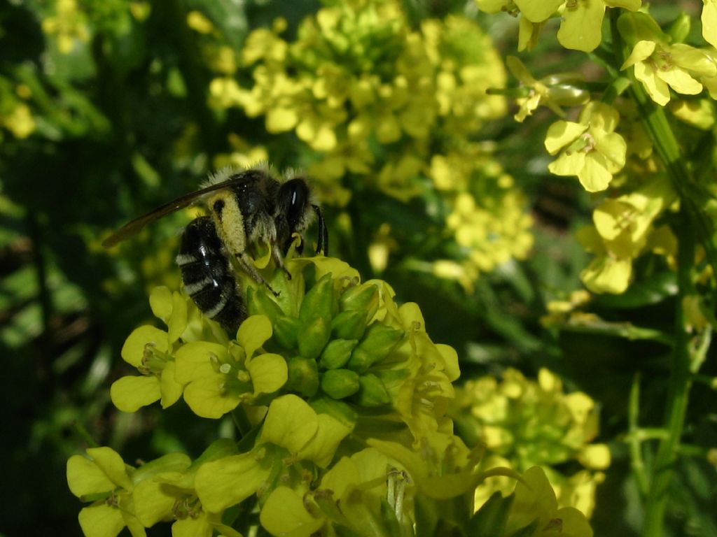 Bombus? No, Andrena sp., Andrenidae