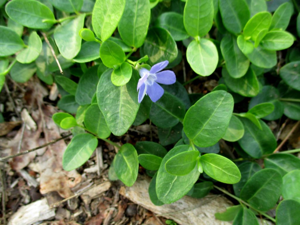 Vinca major o minor?