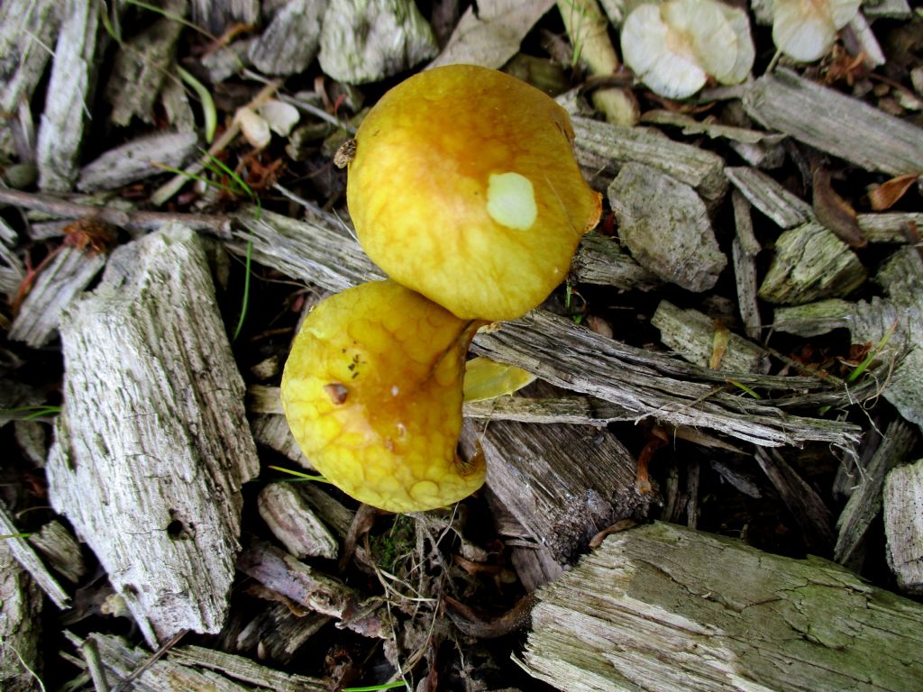 Bolbitius titubans?