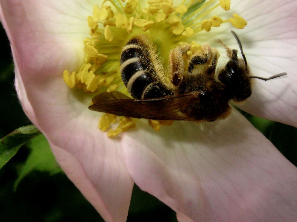 Quale Halictus?