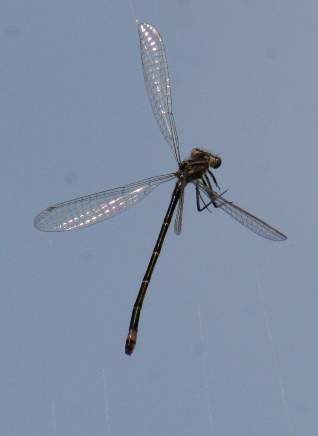 Libellule da identificare