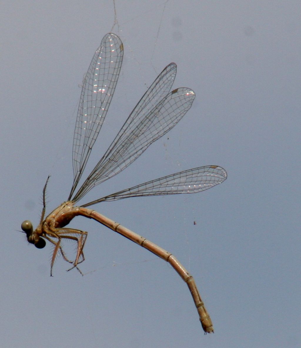 Libellule da identificare