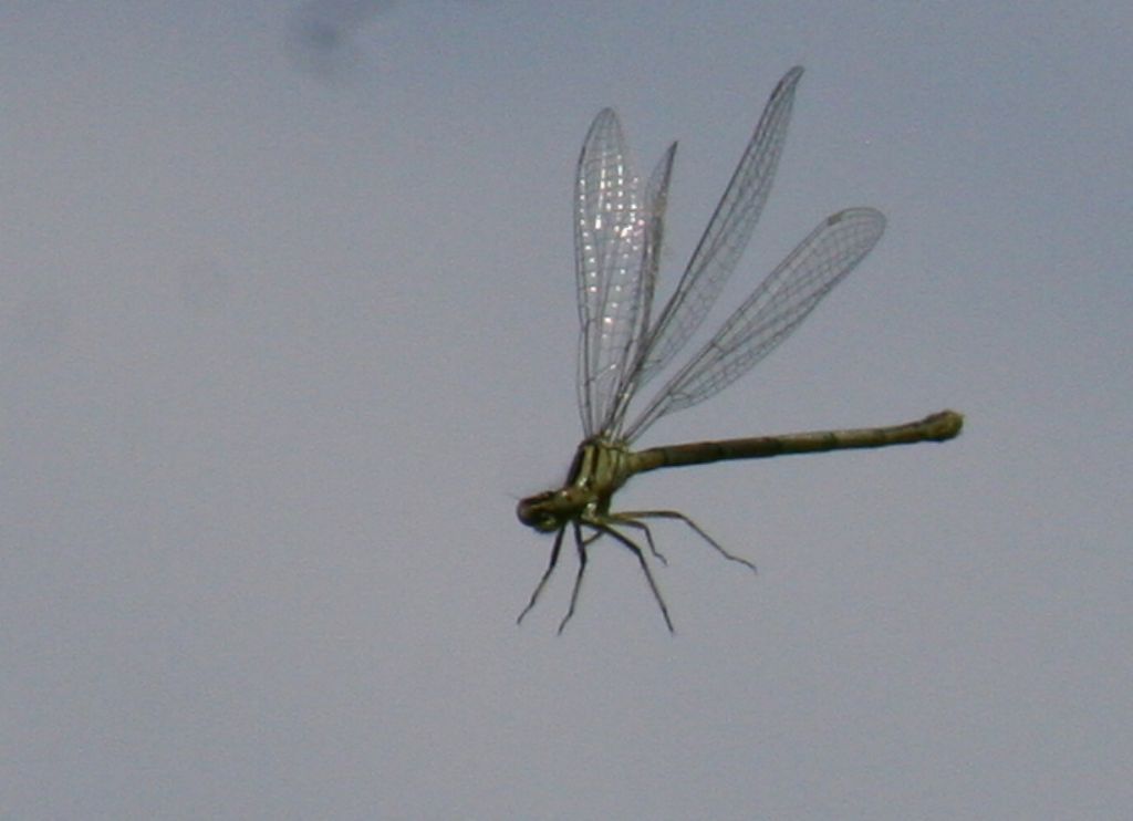 Libellule da identificare