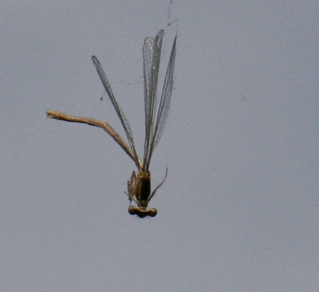Libellule da identificare