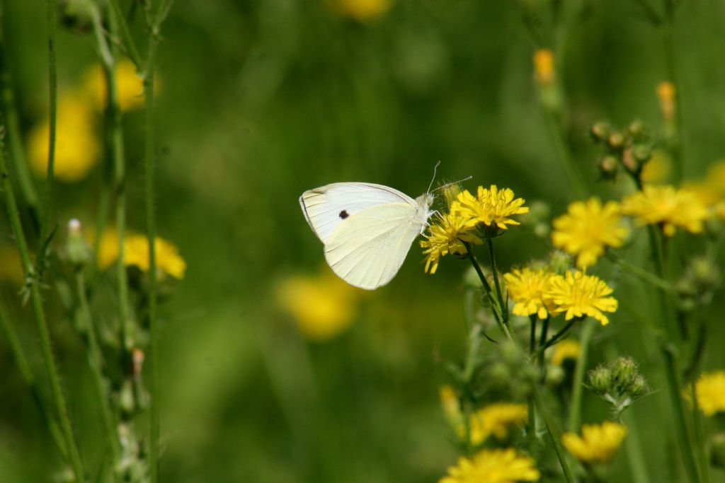 Pieris da iodentificare.