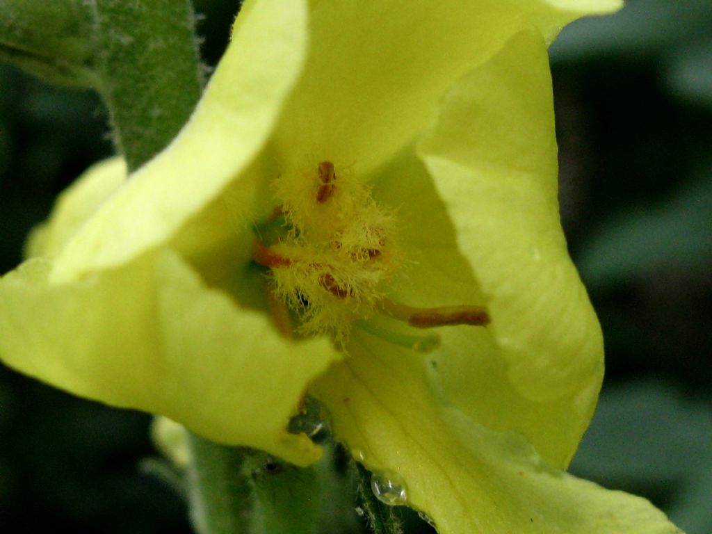 Verbascum phlomoides o thapsus?