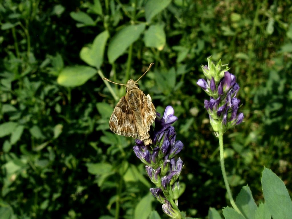 Carcharodus alceae Maschio o femmina?