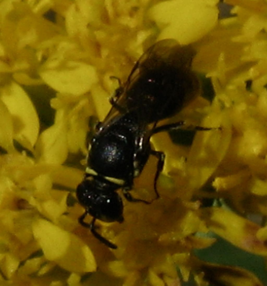 Colletidae: Hylaeus sp.