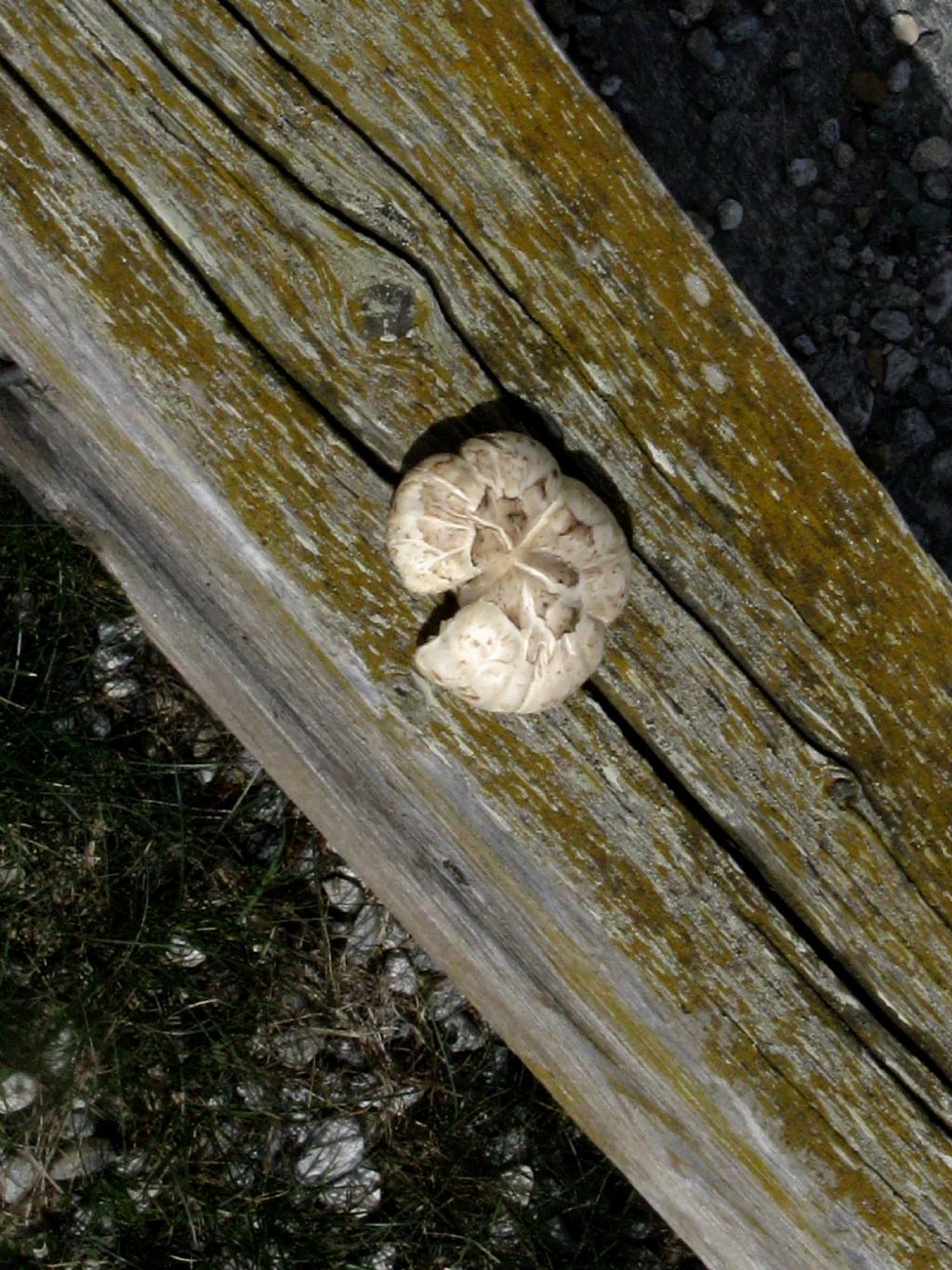 Fungo da identificare
