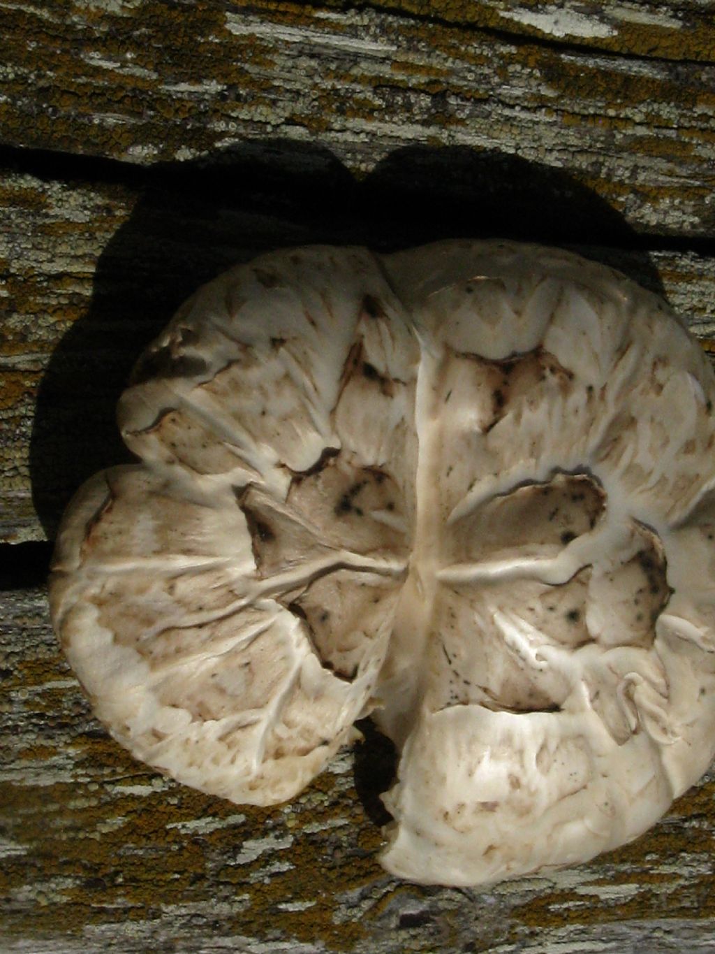 Fungo da identificare