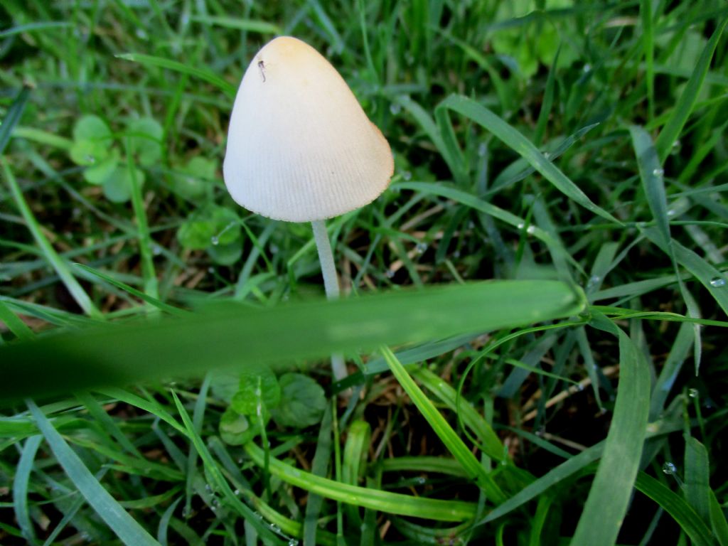 Concybe...?