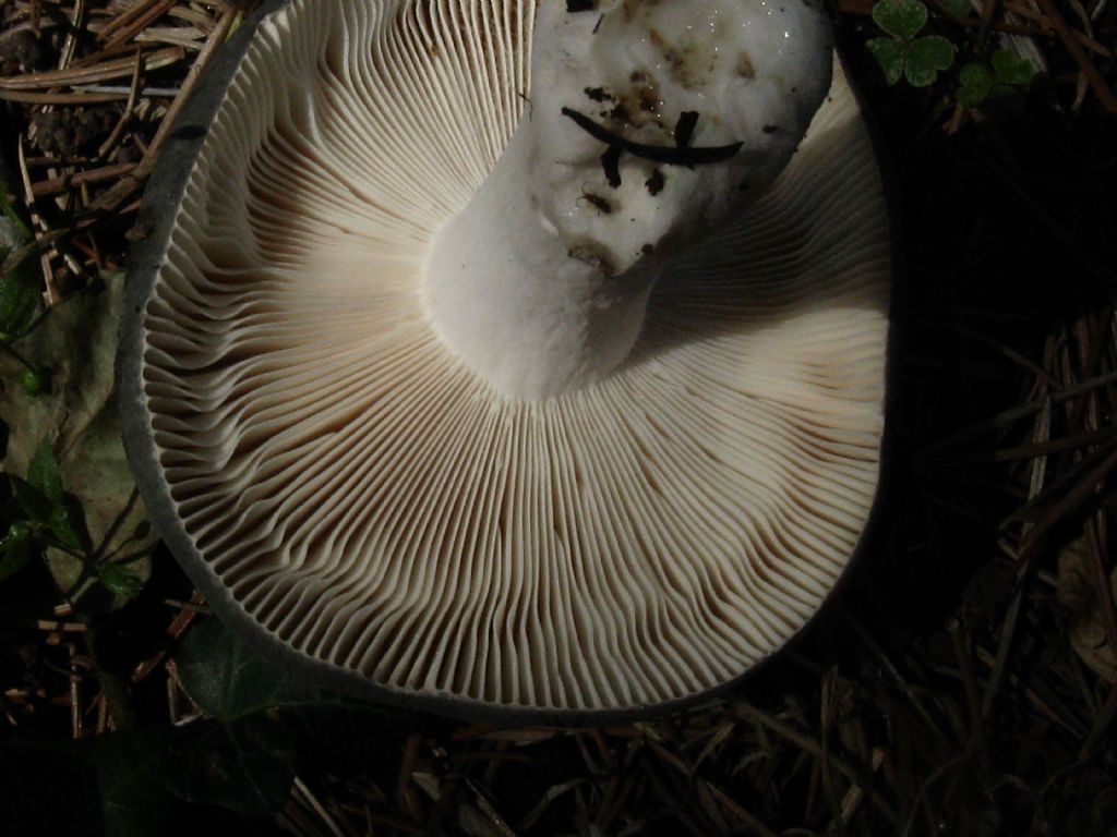 Russula...?