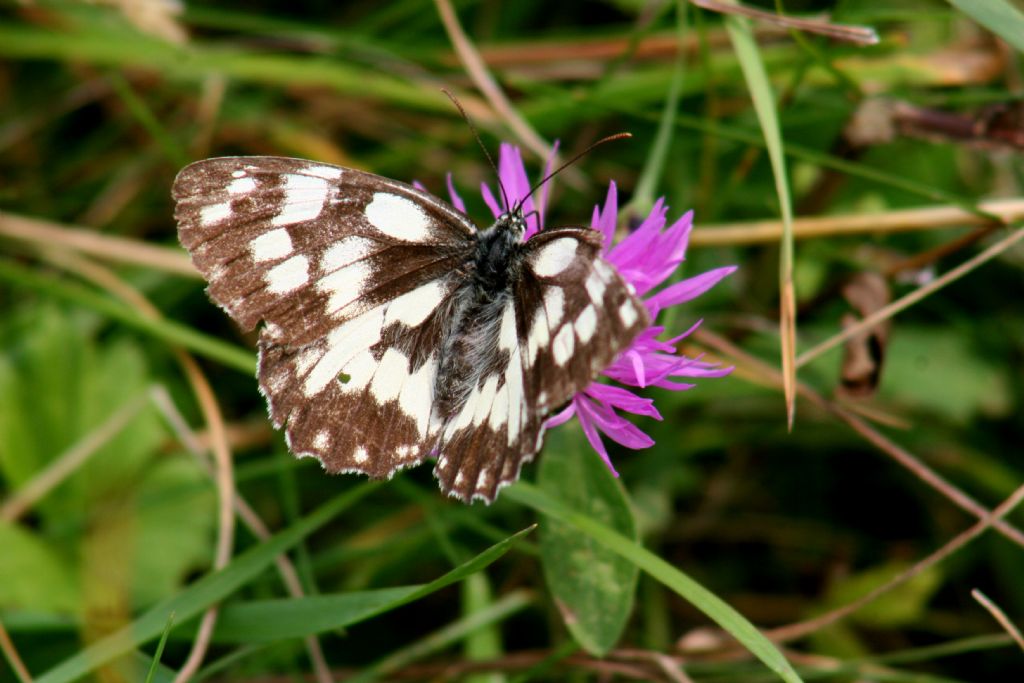 Melanargia galathea maschio?