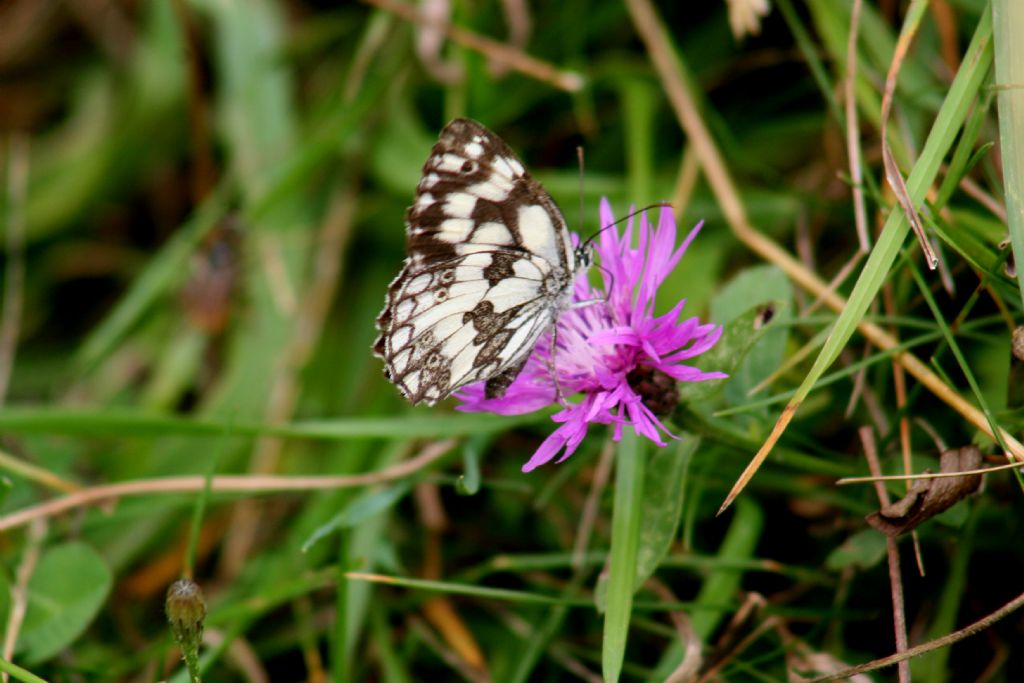 Melanargia galathea maschio?