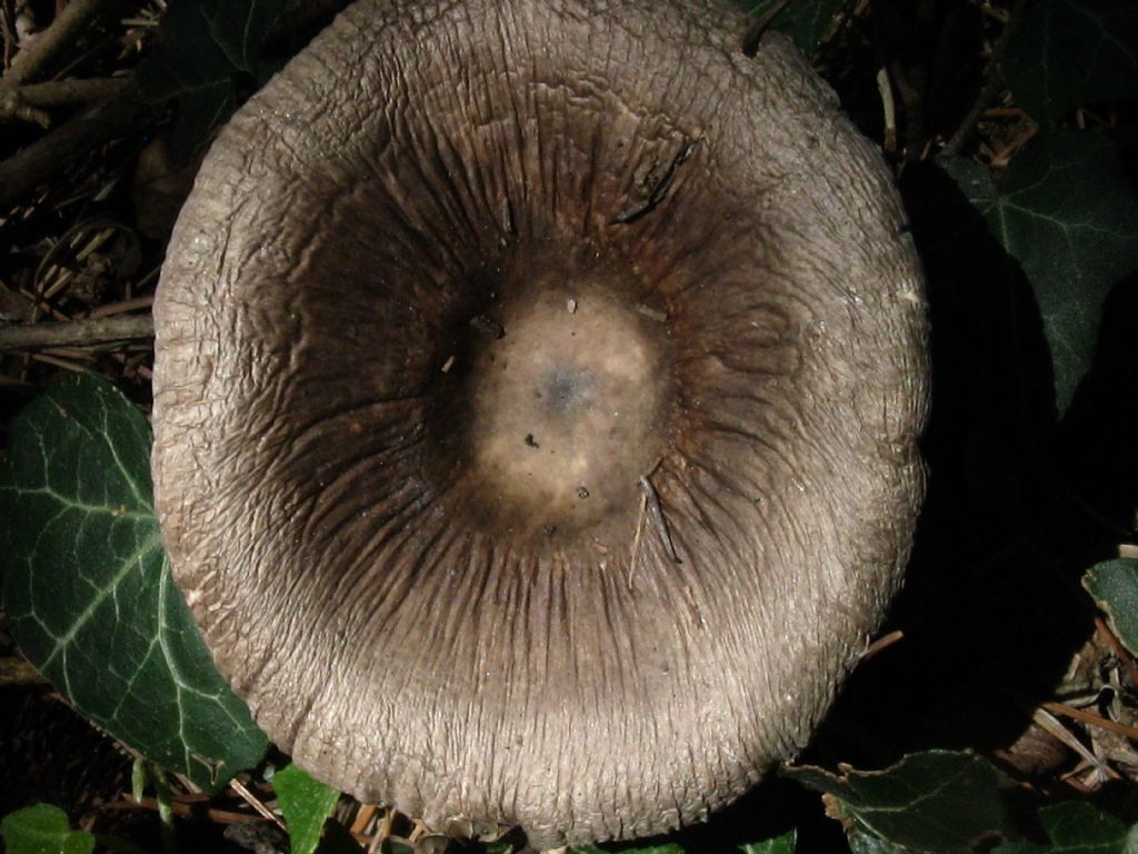 Fungo da identificare Agosto