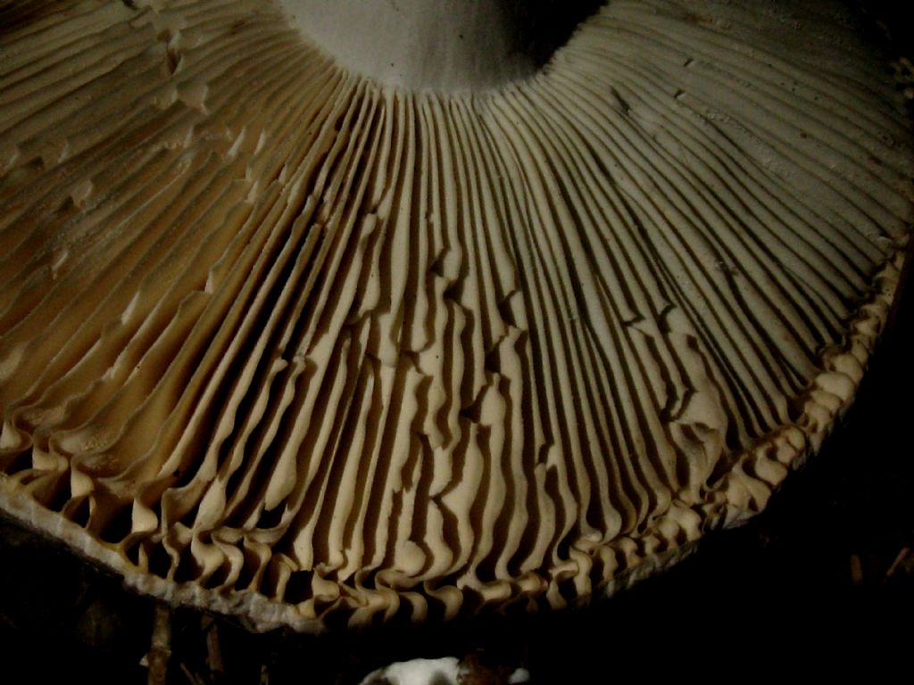 Fungo da identificare Agosto
