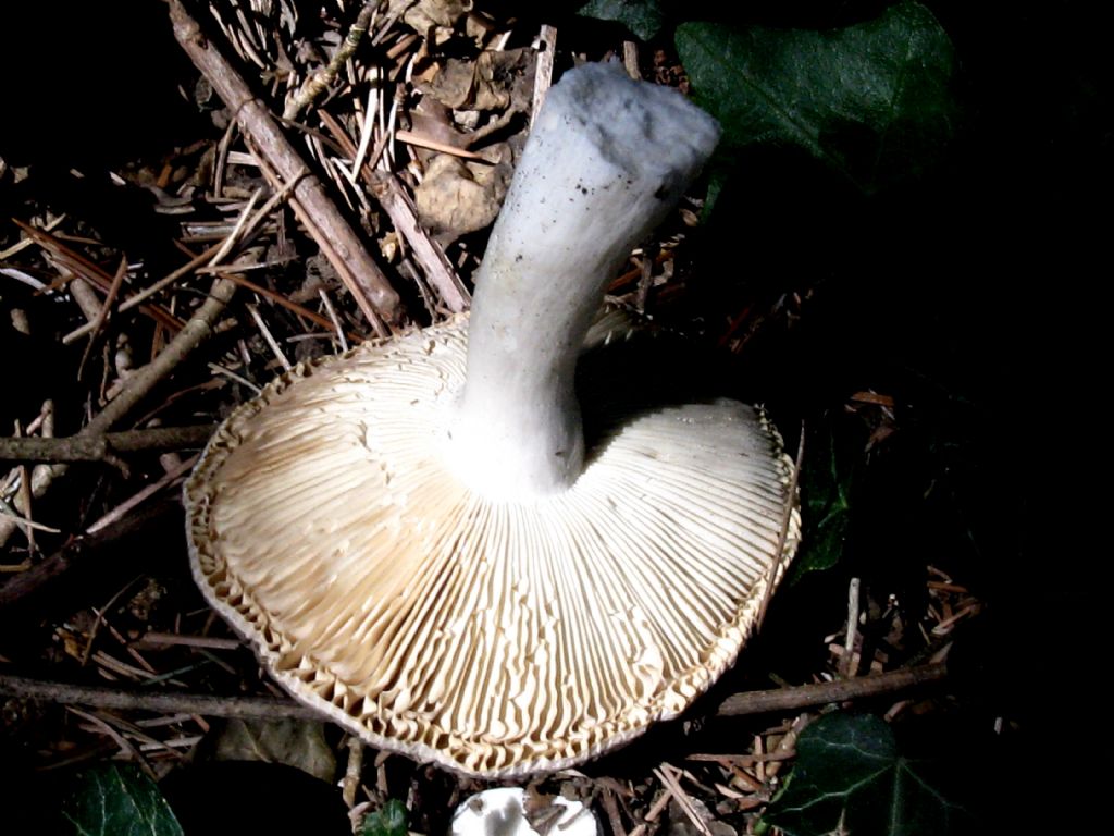 Fungo da identificare Agosto