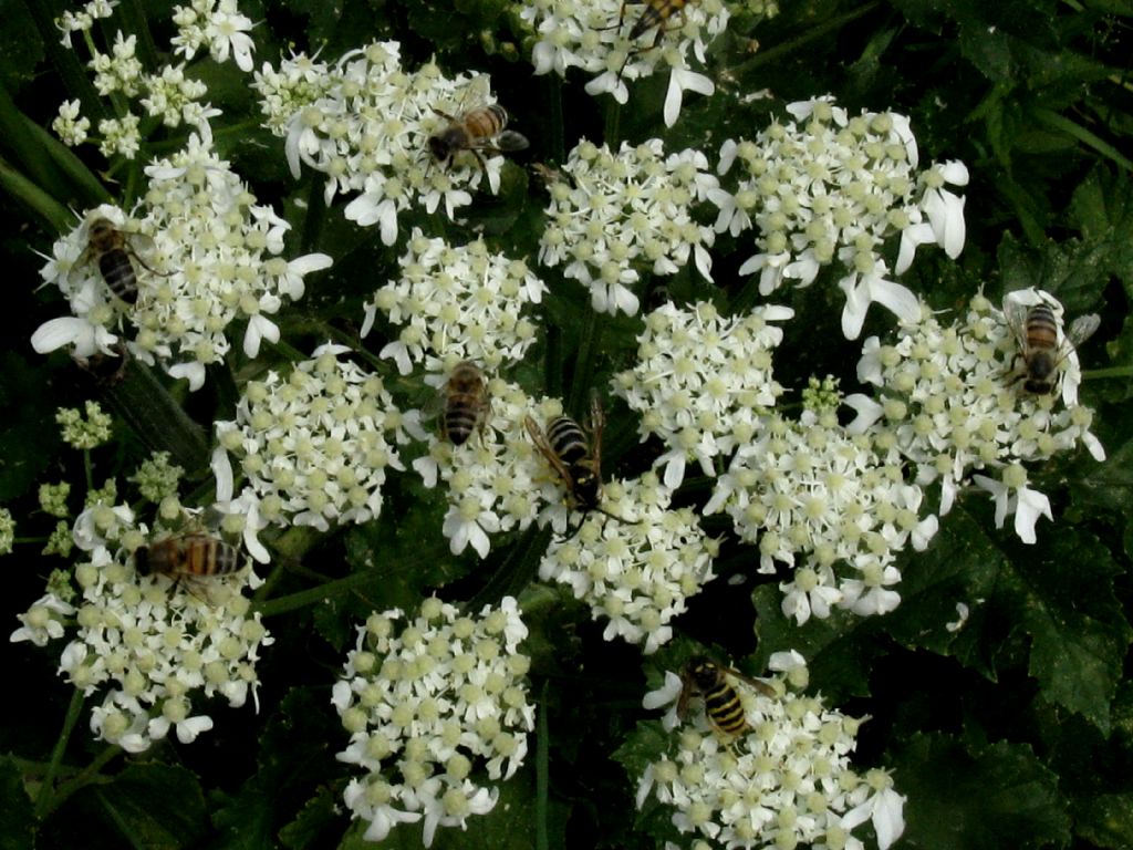 Apide da identificare