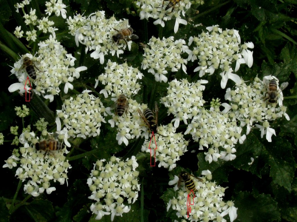 Apide da identificare
