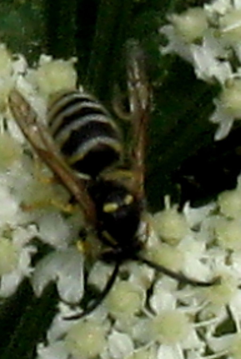 Apide da identificare