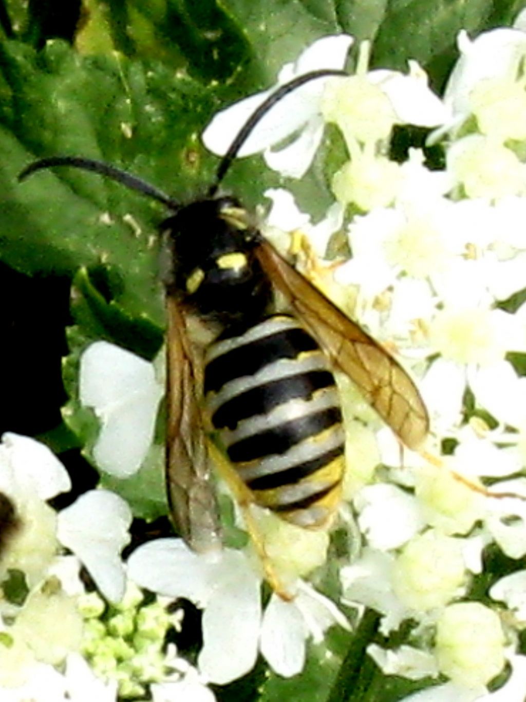 Apide da identificare