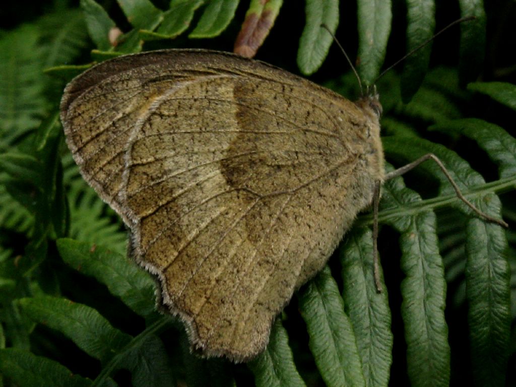 Maniola jurtina?