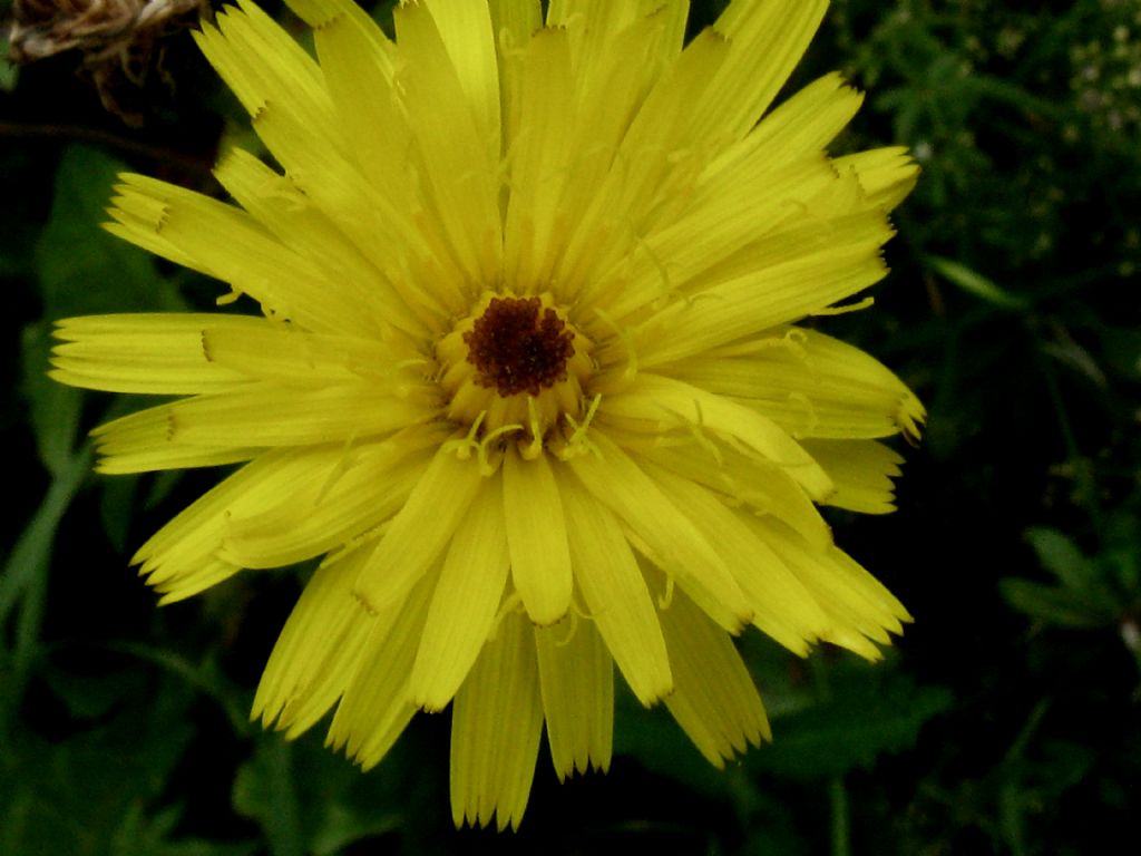 Malacothrix glabrata?