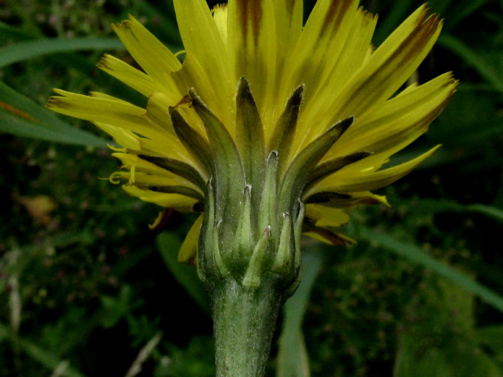 Malacothrix glabrata?
