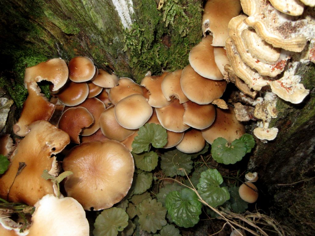 Fungo da identificare di Settembre 5