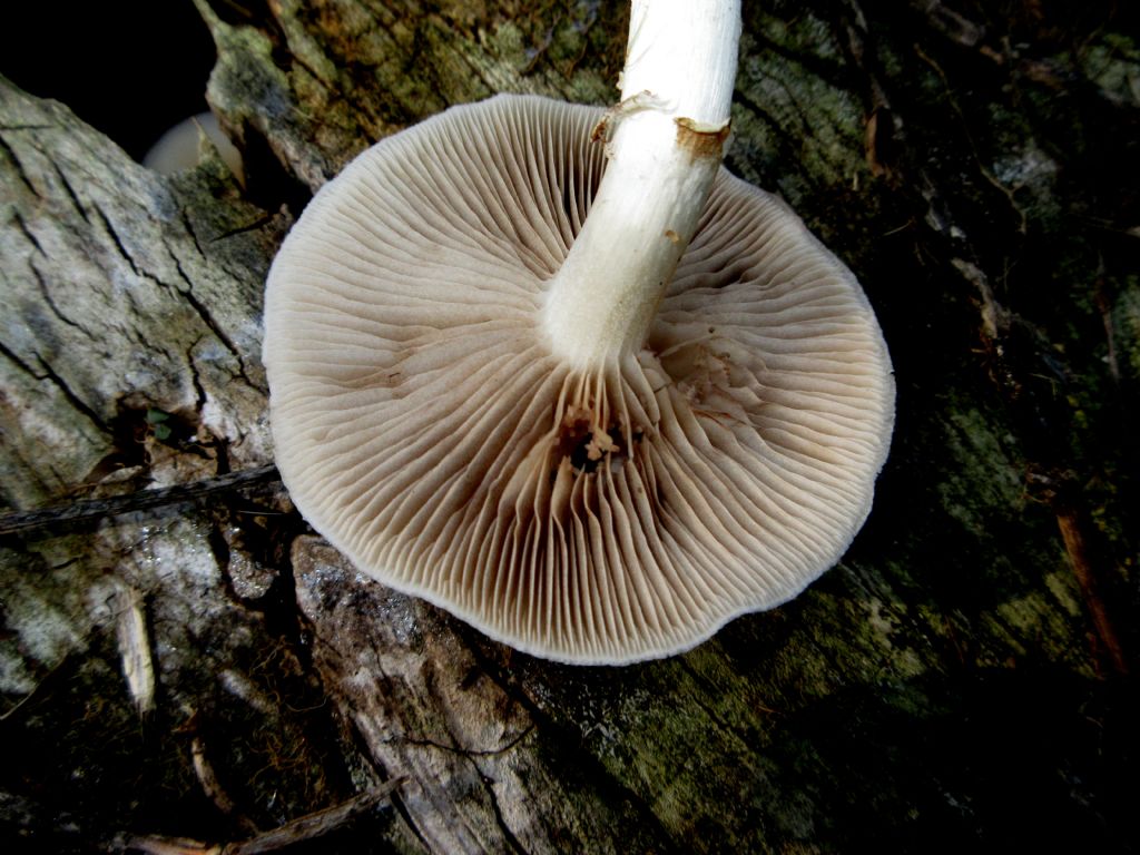 Fungo da identificare di Settembre 5