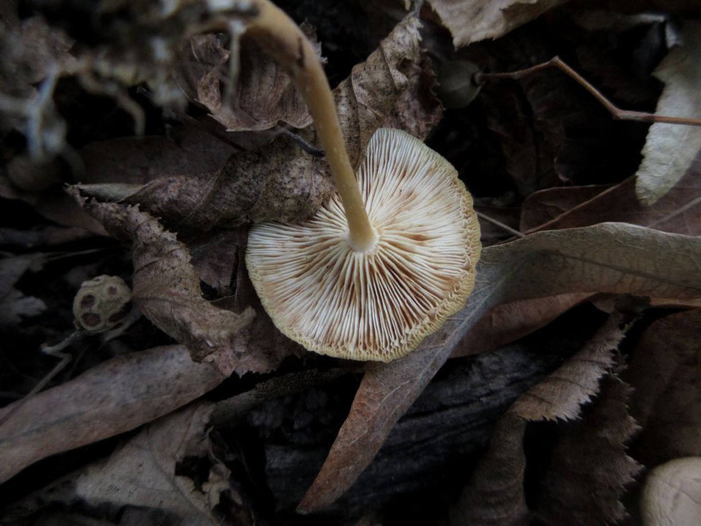 Fungo da identificare di Ottobre