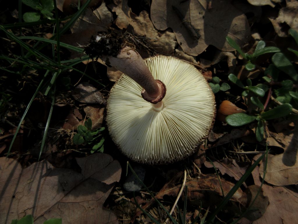 Leucoagaricus americanus?