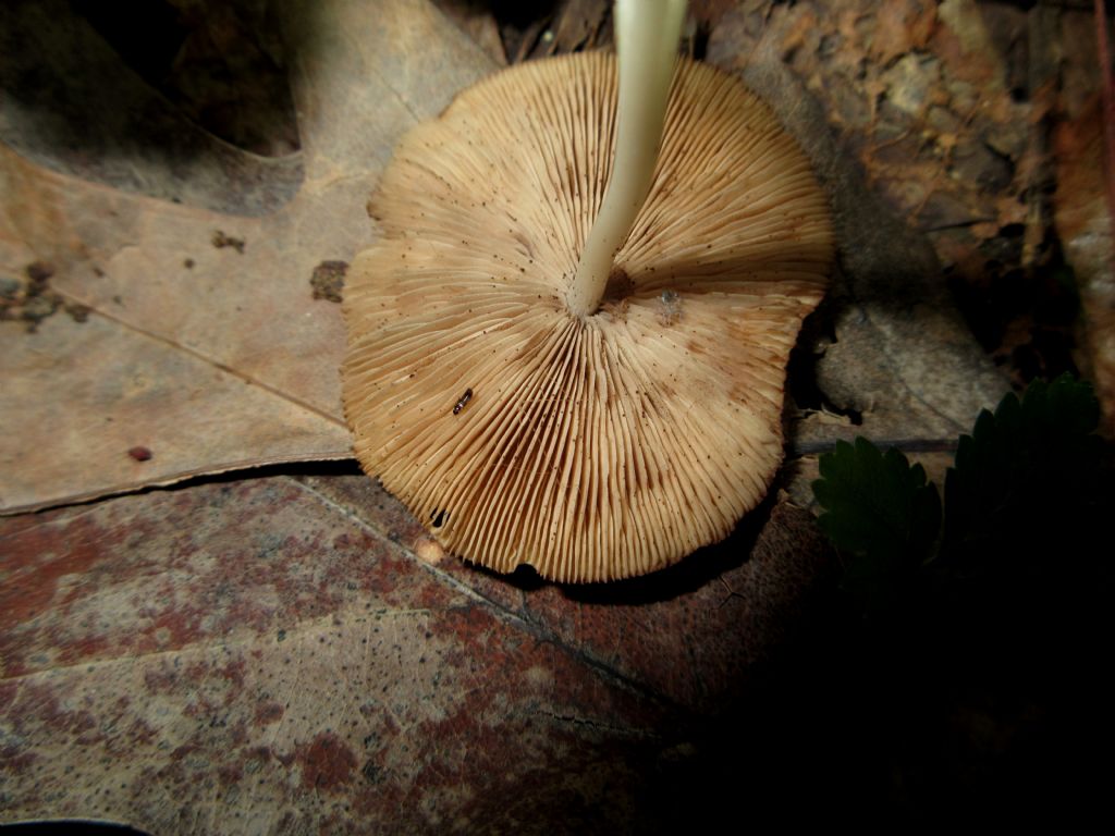 Fungo da identificare di Ottobre 2