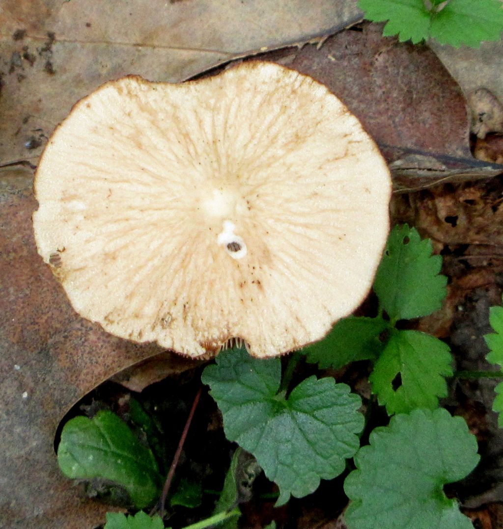 Fungo da identificare di Ottobre 2