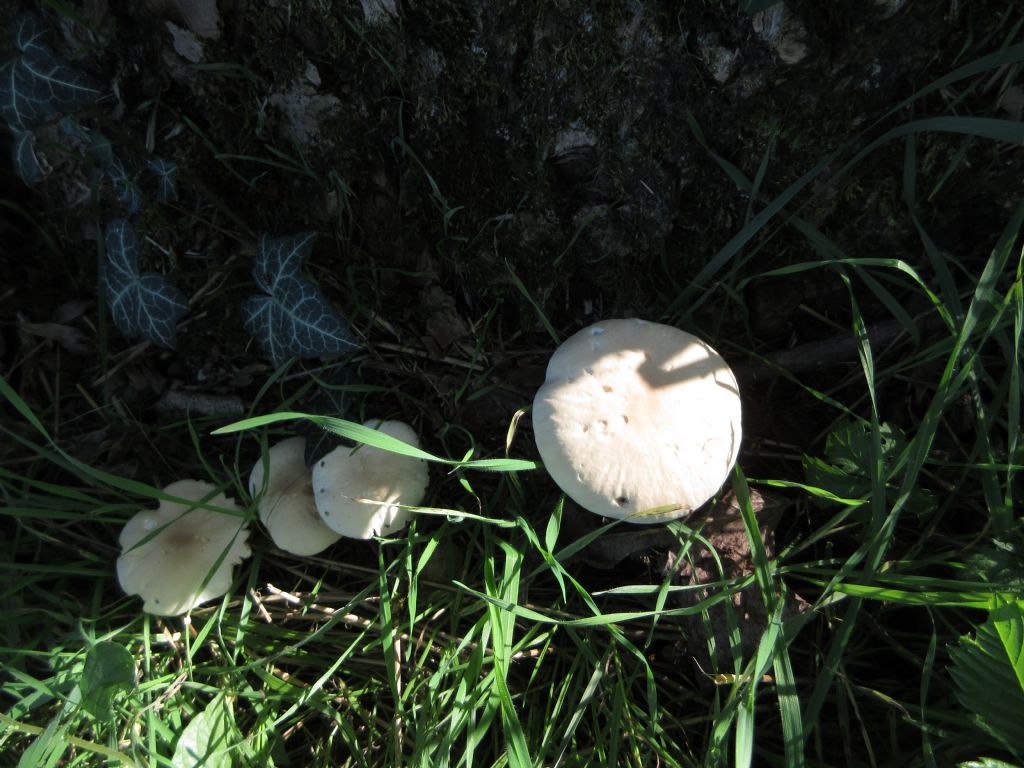 Fungo da identificare di Ottobre 3