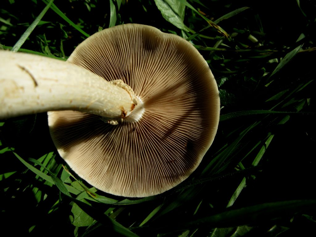 Fungo da identificare di Ottobre 3