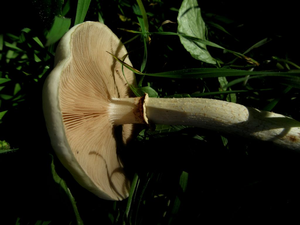 Fungo da identificare di Ottobre 3