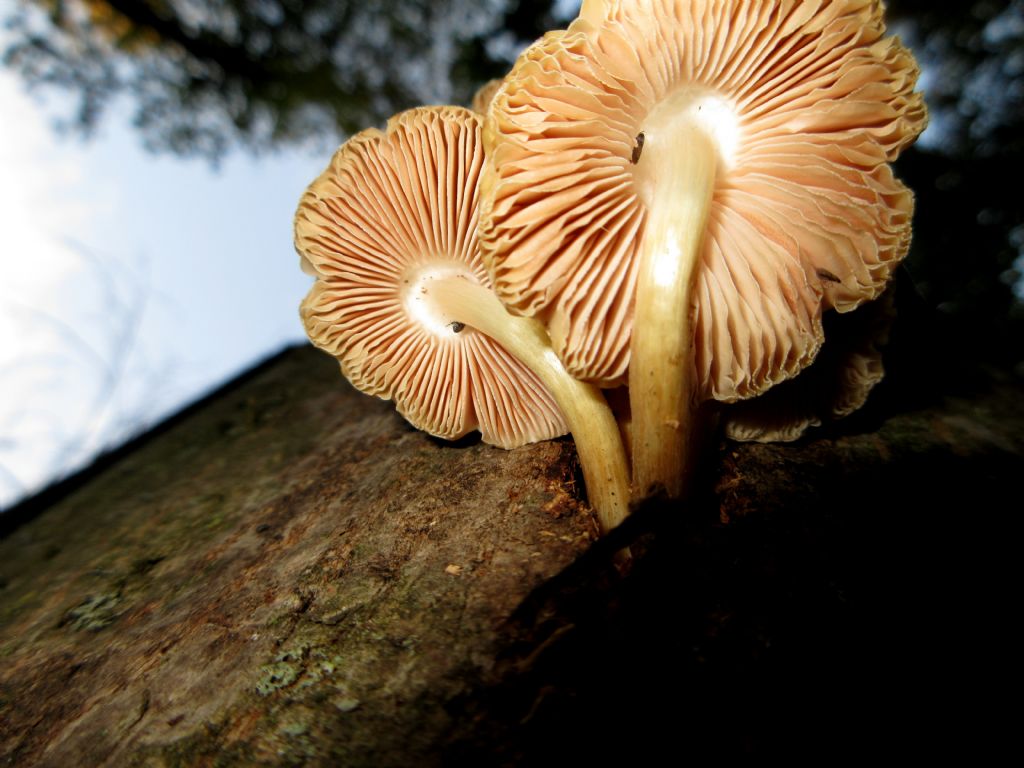 Fungo da identificare di Ottobre 4