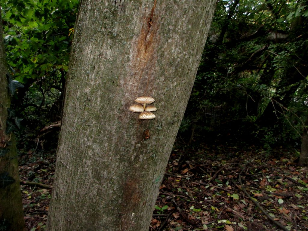 Fungo da identificare di Ottobre 4