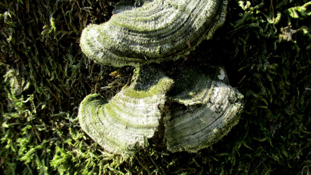 Fungo da identificare di Settembre 4
