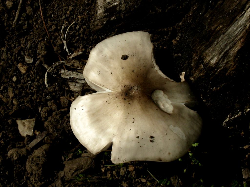 Fungo da identificare