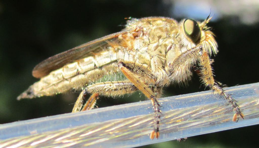 Promachus rufipes?