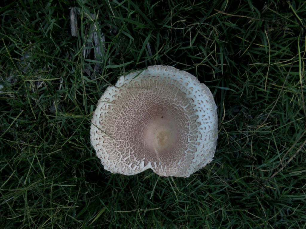 Agaricus xanthodermus?