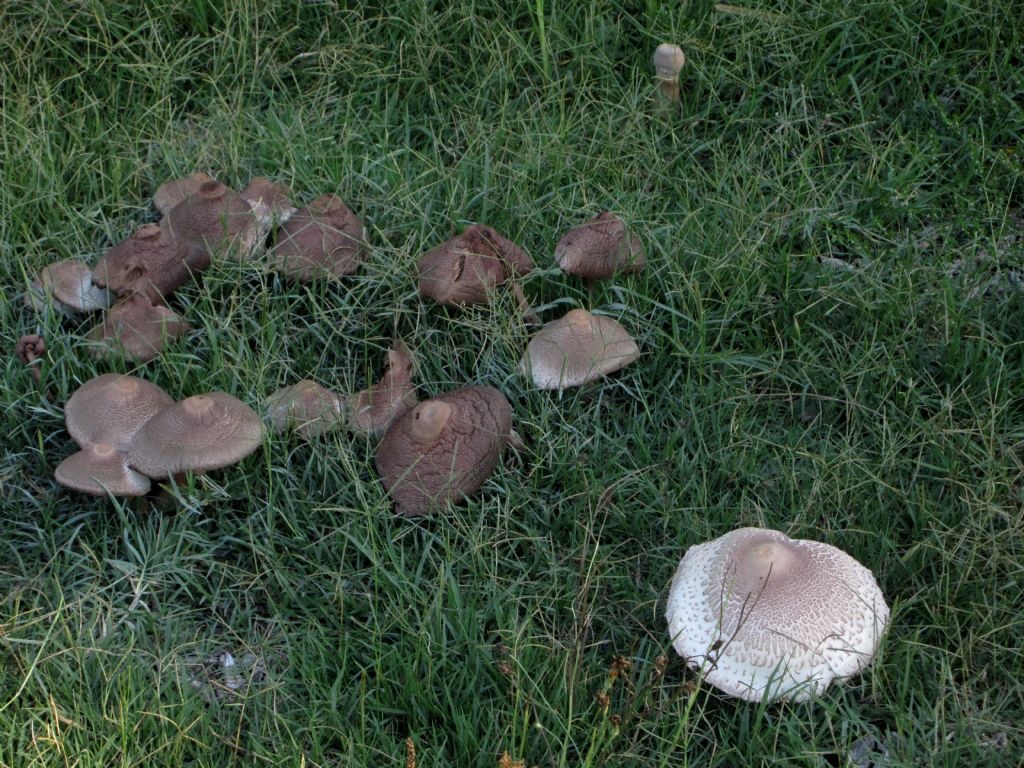 Agaricus xanthodermus?